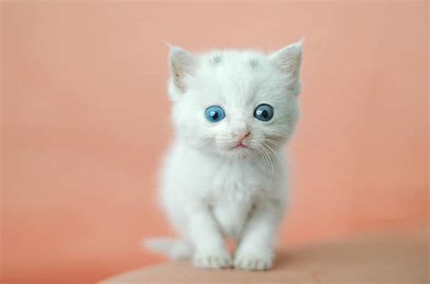 40 Insanely Adorable White Kittens To Make Your Day