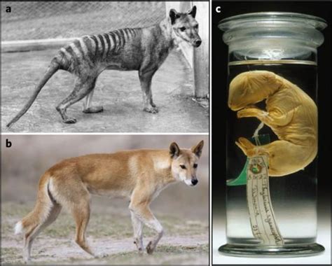 Dna Sequencing Of Tasmanian Tiger Could Help Scientists Clone The