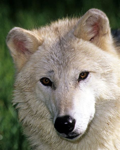 Gray Wolf Face Photograph By Larry Allan