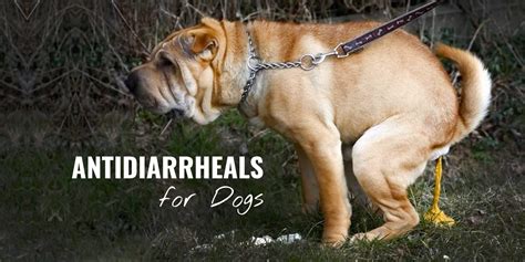Antidiarrheals For Dogs Best Otc And Prescription Drugs For Dogs