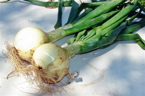 Onion Walla Walla Premier Seeds Direct