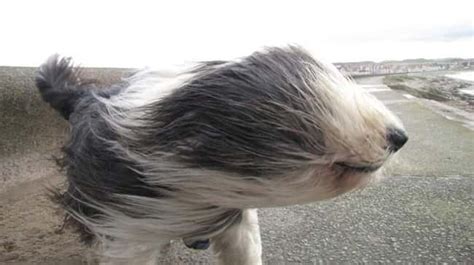 The Funniest Windy Day Photos Ever