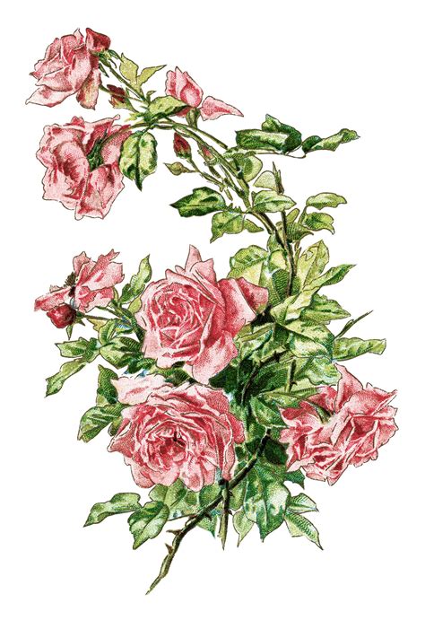 Pinkroseclipart Vintage Clip Art Rose Pink Roses Illustration