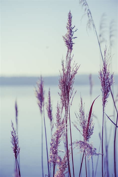 Free Photo Lake Nature Reed Plant Hippopx