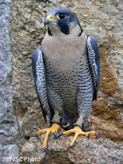 Peregrine Falcon Bird Info All Wildlife Photographs