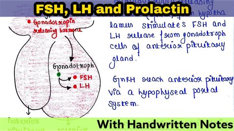 Follicle Stimulating Hormone Fsh Luteinizing Hormone Lh Prolactin Readymade Notes For
