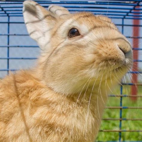 Jasa Penitipan Kelinci Jakarta Bakpao Rabbit