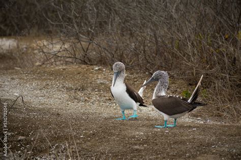 Mating Ritual Of Blue Footed Boobies Unique To The Galapagos Islands My Xxx Hot Girl