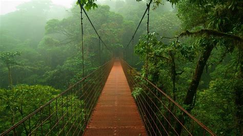 Photography Bridge Forest Rainforest Nature Trees Wallpapers Hd