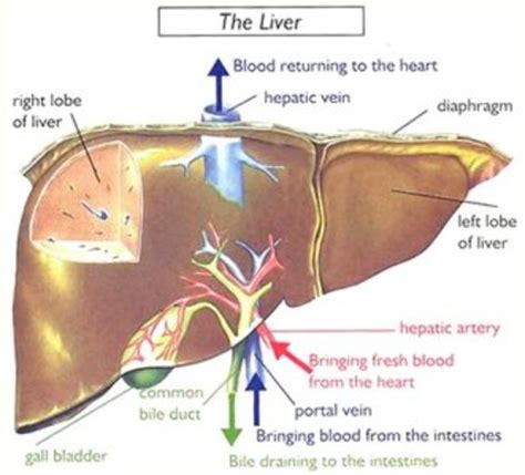 Right lobe, left lobe, caudate. What is Liver Transplant - How and Why it is done? | HubPages