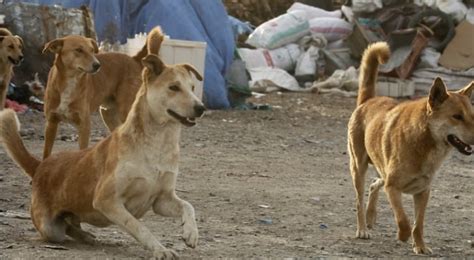 خطّة حكومية لإنهاء قضية الكلاب الضالة في الزرقاء صوت عمان الإخباري