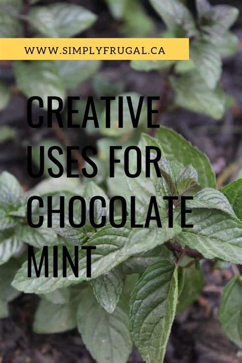 7 Creative Uses For Chocolate Mint Mint Chocolate Chocolate Mint