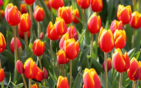Ingyenes Háttérképek Virágok Tulipán Tavaszi Virág Virágszirom