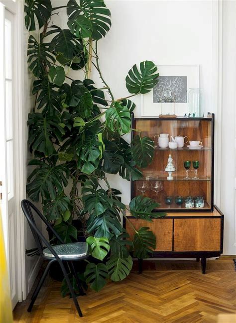 Apartment Indoor Gardening With Tropic Indoor Plants Home To Z