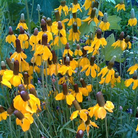 Ratibida Columnifera These Yellow Prairie Coneflowers Also Know As