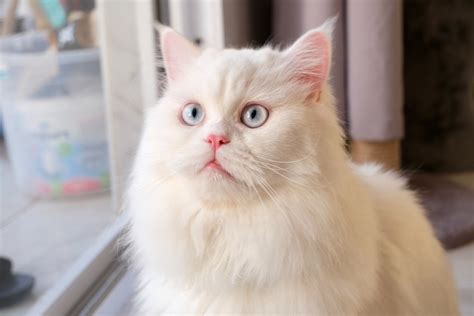 Alerta de fofura essas 5 raças de gatos são consideradas as mais peludas