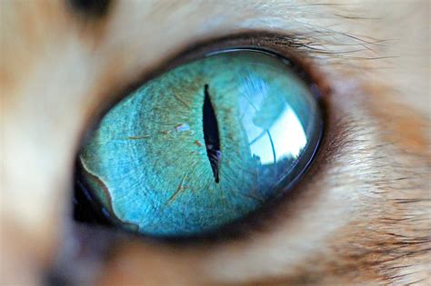 Stunning close up images capture the beauty of cats' eyes in incredible ...