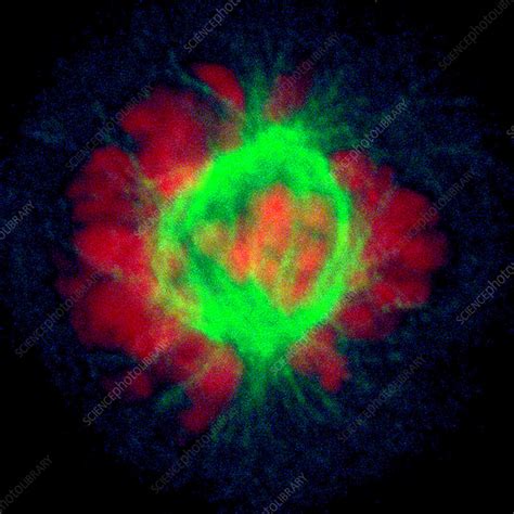 Hela Cell In Prometaphase Light Micrograph Stock Image C0566632