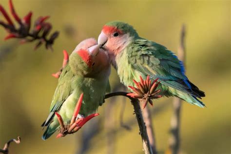 Rosy Faced Lovebird 11 Facts About The Peachy Lovers
