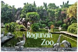 Bandung zoo atau kebun binatang bandung tempat wisata yang memiliki beragam koleksi flora dan fauna. Kebun Binatang Ragunan Jakarta