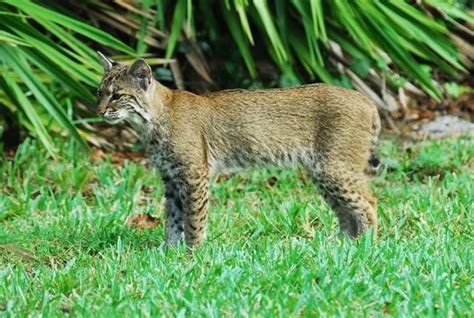 Wild Cats In Florida Pictures Esurient Chronicle Photo Gallery