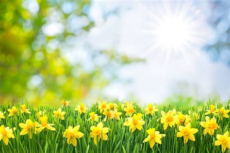 1920x1080px 1080p Free Download Yellow Daffodils Nature Spring