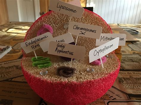 Plant and animal cells have parts called organelles that help them function and stay organized. 3D model of an animal cell - 5th grade science (11/2016 ...