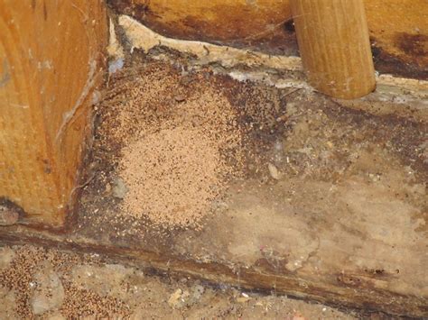 Termites In Arizona Bills Pest Termite Control
