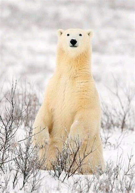 Pin By Maruza Robledo Lavara On Bears Polar Bear Scary Animals