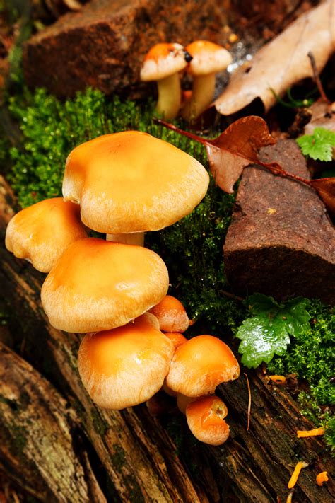 Wild Mushrooms Growing Free Stock Photo Public Domain Pictures