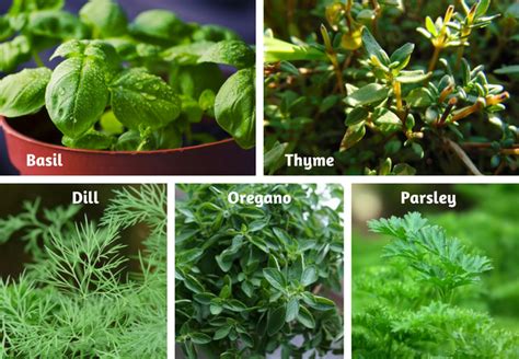 Growing Herbs From Seed Basil Dill Herbs Gardening