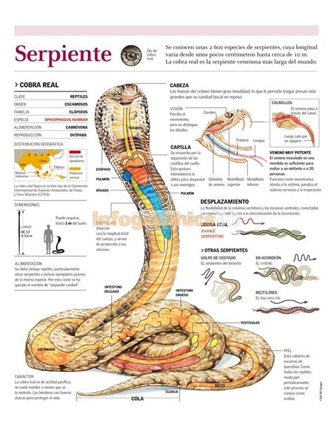 Infografía Serpiente Infographics90