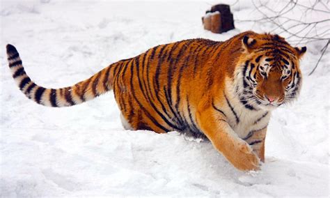 Only 40 Amur Tigers Left In The World