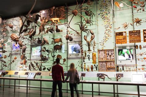 Explore The Wonders Of The Universe At Nycs Natural History Museum