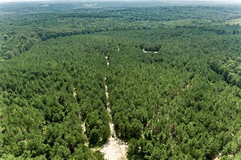 170 Acres Timber Recreational Hunting Land For Sale North La