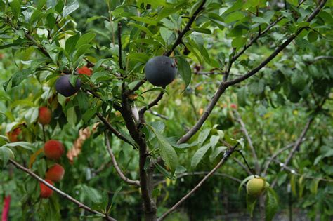 Multi Fruit Trees For Sale This Crazy Tree Grows 40 Kinds Of Fruit