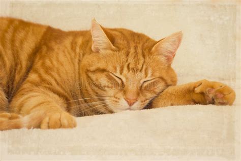 Cat Nap Stock Photo Image Of Affectionate Curiosity 43192498