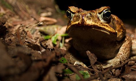 Frog Toxins For Medicine Smithsonian Tropical Research Institute