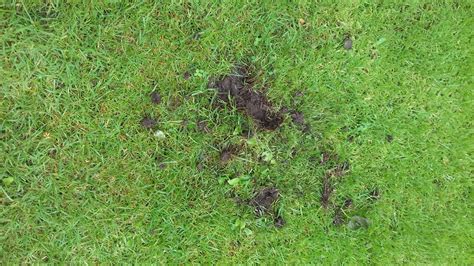 Holes In Lawn And Soil — Bbc Gardeners World Magazine