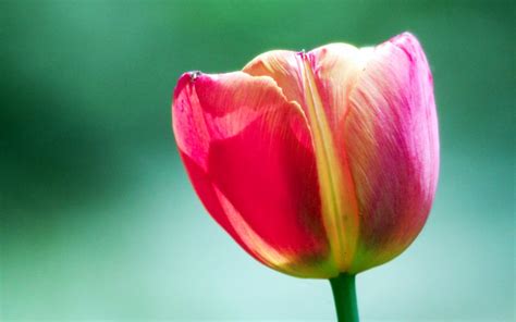 Pink Tulip Flower Wallpapers Hd Wallpapers Id 5548