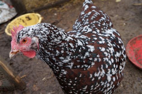 Sussex For Sale Chickens Breed Information Omlet