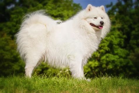 Portrait Of Samoyed Closeup Sled Dogs Dog Lying On The Lawn Stock