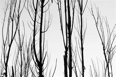Black And White Tree Branches Abstract Photograph By James Bo Insogna