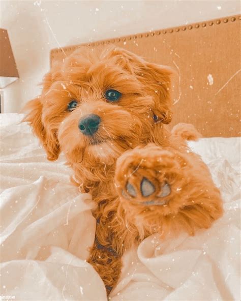 𝐄𝐝𝐢𝐭𝐞𝐝 𝐛𝐲 Glossyxsun In 2020 Super Cute Puppies Cute Dog Wallpaper