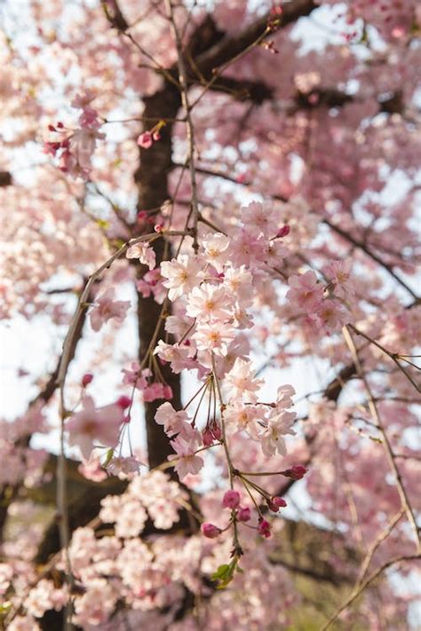 Gentle Blooming Branches Of Sakura Tree · Free Stock Photo