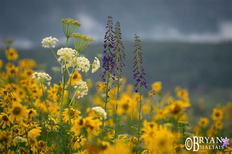 Larkspur And Sunflower Meadow Crested Butte Colorado