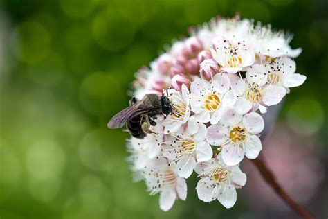 Honeybee Pollinating Flower Macro Photograph By Jit Lim Fine Art America
