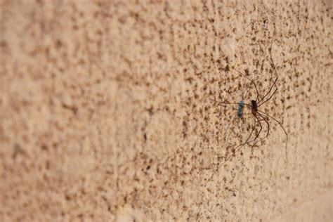 120 Spider Crawling Up Wall Stock Photos Pictures And Royalty Free