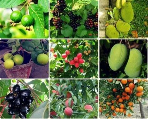 Fruit Plants In Navsari फल का पौधा नवसारी Latest Price And Mandi Rates From Dealers In Navsari