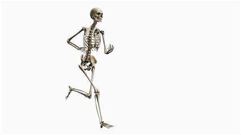 Computer Animation Of The Female Skeletal System Running On A White